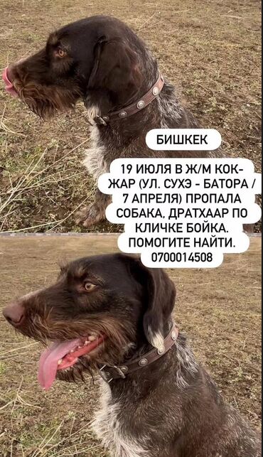 собака немецкая овчарка купить: Ит бекер берилет: Дратхаар, 2 жаш, Эркек, Эмделген, Ит тегин тастыктоочу документ