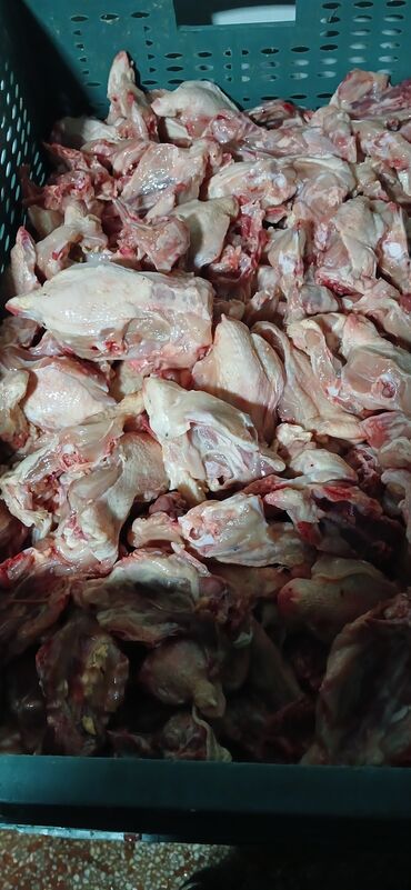 Quş: Itler pisikler ucun nezerde tutulub her gun teze olur sveji sexden — 3