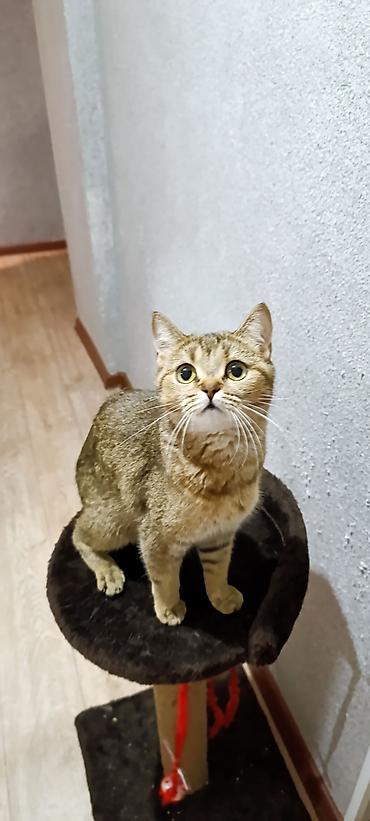 кошка шотландская: Котята от домашней пары: - Папа: Британский крупный вислоухий кот — 5