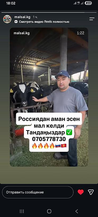 дойки ко: Продаю | Корова (самка) | Голштин | Для молока — 6