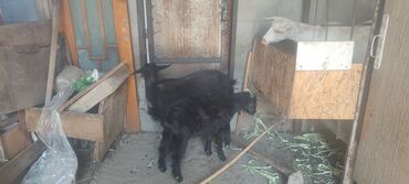 кошка с разными глазами: Сатам | Эчки (ургаачы) | Союуга, Көбөйтүү үчүн