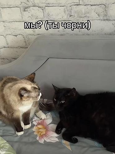 кошка черная: Котята в добрые руки! Им около месяца, скорее всего мальчики, пока — 9