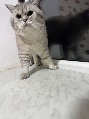 Pişiklər: Britan — 12