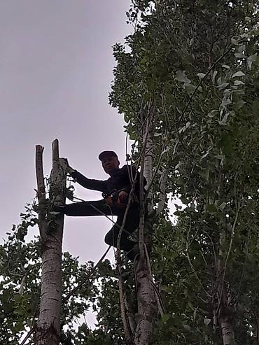 дрова отдам: Аварийный бактарды кыябыз, бардык турун. Стаж 15 жыл. Терек сатып — 2