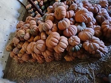 ххх молоко: Продаётся тыква 🎃 
Сорт : Ромашка (Мускатная)
Цена : Договорная — 1