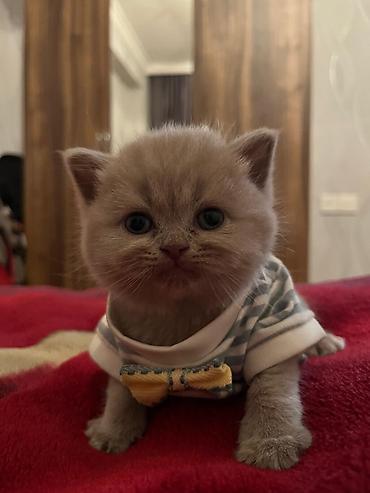 disi at: Şotland, Erkək, Dişi, Yaxşı əllərə, Rayonlara çatdırılma, Ödənişli çatdırılma, Ünvandan götürmə — 7
