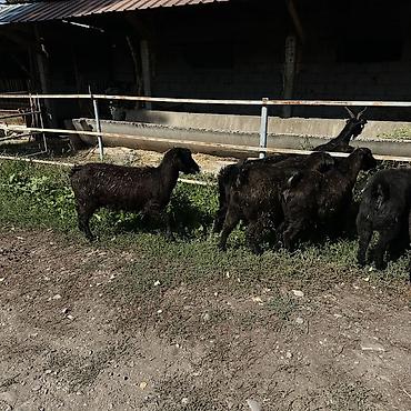 кой козы: Продаю | Коза (самка) | Для разведения — 5