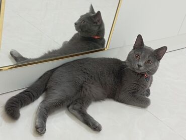 Pişiklər: Britan, Erkək — 5