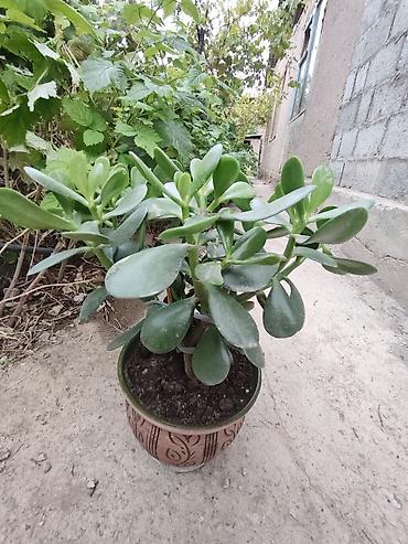 Денежное дерево: Толстянка — ваше живое денежное дерево! Прикоснитесь к природе и — 7