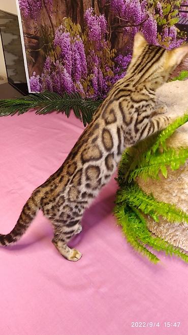 Продажа кошек: Красивейшие Бенгальские котята 3мес девочки и мальчики. Проф питомник at lalafo.kg — 5 Продажа кошек: Красивейшие Бенгальские котята 3мес девочки и мальчики. Проф питомник — 5