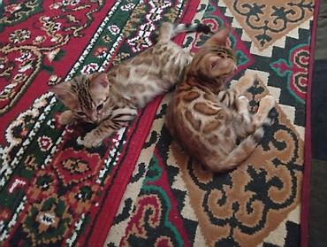 Кошки: Бенгальская, 4 месяца, Девочка, Приучена к лотку — 2