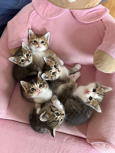 heyvanlara verilən adlar: Ana gold chinchila (long hair) Ata british shorthair 1ay yarimliq — 2
