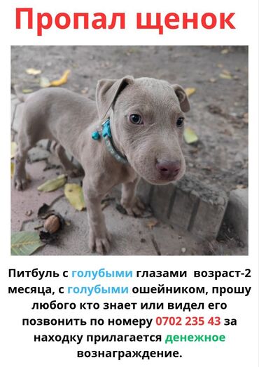 утеря документы: Объявление: пропал щенок Порода: питбуль Возраст: 2 месяца