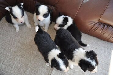 Psi: Štenci Border Collie oštenjeni 01. juna očišćeni od parazita više — 18