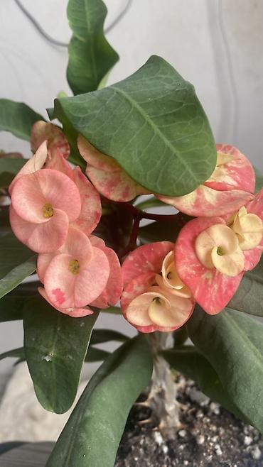 кошачье молоко: Молочай Милей (Euphorbia milii), декоративный куст в горшке. - — 1