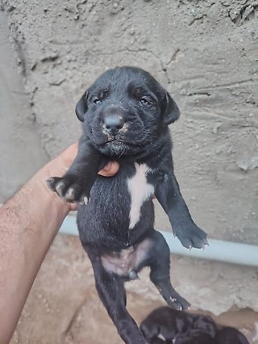 afcarka balası: 20 günlük labrador balalarıdı — 1