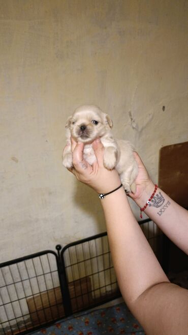 avçarka itləri: Pekines, 1 ay, Dişi