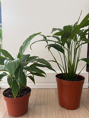 Спатифиллум (Spathiphyllum) в горшке. - Пышное декоративно-лиственное at lalafo.kg Спатифиллум (Spathiphyllum) в горшке. - Пышное декоративно-лиственное
