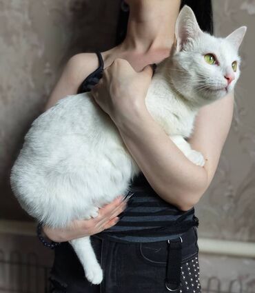 отдам кота я его боюсь: Кошка даром: Беспородная, Девочка, Кастрирована, Приучена к лотку, Проглистована