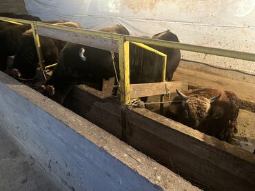 Коровы, быки: Продаю | Бык (самец) | На откорм — 14