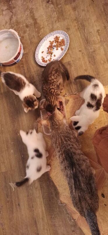 шотландская прямоухая кошка цена: 1 месяц, Мальчик