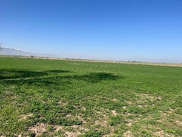 Продажа участков: 30 соток, Для сельского хозяйства, Красная книга, Тех паспорт at lalafo.kg — 13 Продажа участков: 30 соток, Для сельского хозяйства, Красная книга, Тех паспорт — 13