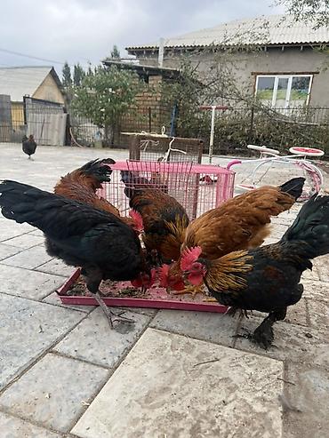 собака корги купить: Продаю | Петух | Для разведения — 1