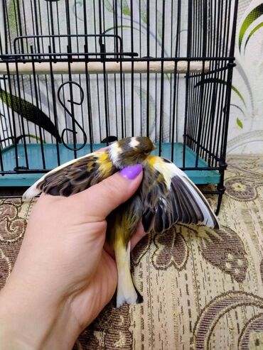 Bülbüllər: Salam. Bulbul satilir. 10 ayliqdi. Fevral ayinin qusudu. Oz qusumun -da lalafo.az — 4 Bülbüllər: Salam. Bulbul satilir. 10 ayliqdi. Fevral ayinin qusudu. Oz qusumun — 4