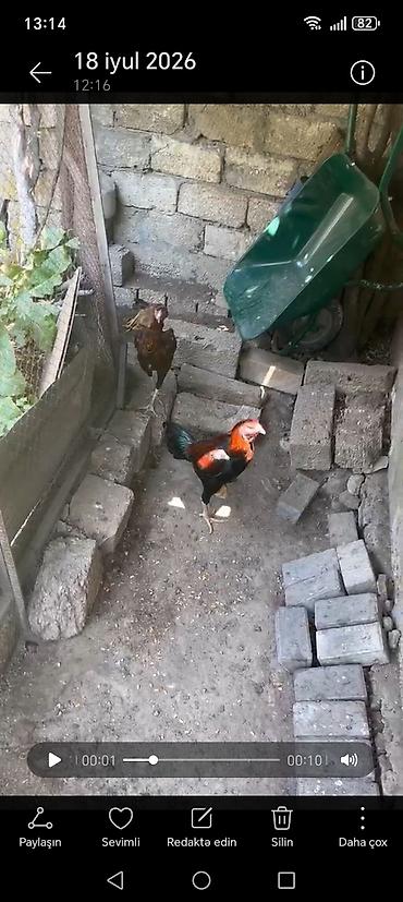 beçə: Toyuq, Damazlıq — 10