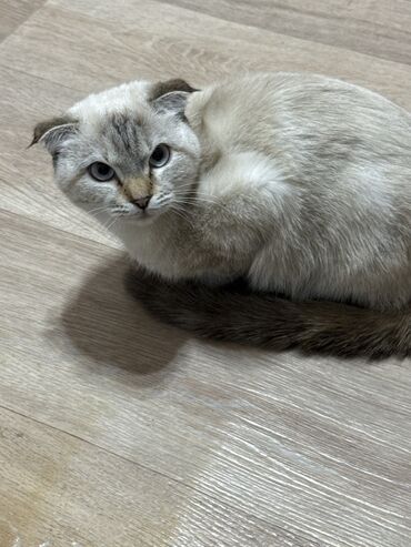 клеточное оборудование для кур несушек: Скотиш Фолд (Шотландская вислоухая), 6 месяцев, Девочка, Серый, Метис, Приучена к лотку
