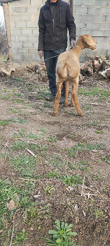 Баран, овца: Продаю | Овца (самка) | Арашан | Для разведения | Матка — 9