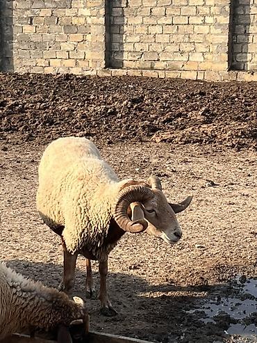 qurbanliq: Qoç – yerli ətlik cins - Güclü, simmetrik və uzun buynuzlar - Bədən — 2