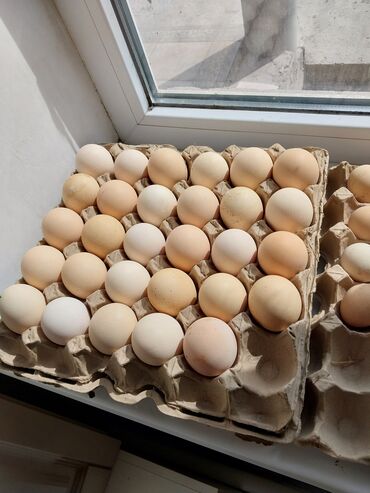 птиц: Продаю яйца инкубационные тоджонов(300-320 яиц в год),на фото