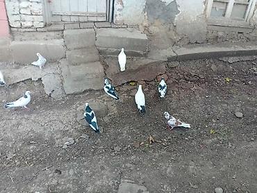 ləpə: 070 730 63 70 — 4