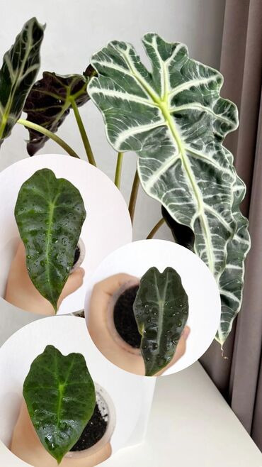 детскую кроватку кроватка к: Продаю детки Алоказии Полли 🌱 💰 Цена: 1 шт - 150 сом 🍫 Или обмен 1