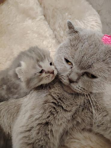 Pişiklər: Şotland -da lalafo.az — 13 Pişiklər: Şotland — 13