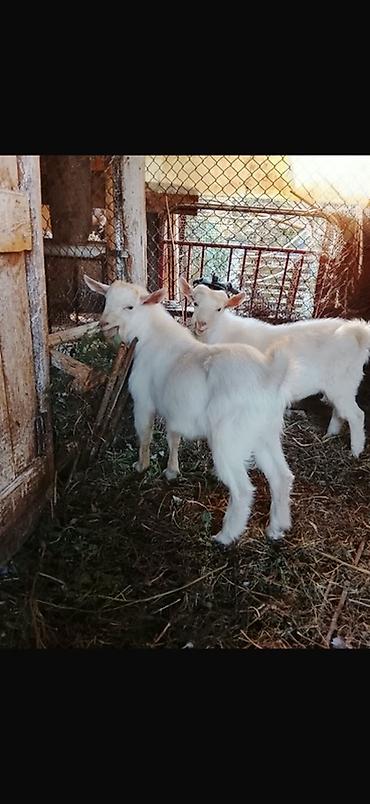 Продаю | Козлёнок | Зааненская | Для разведения at lalafo.kg Продаю | Козлёнок | Зааненская | Для разведения