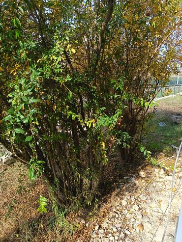 Həyət evləri və villaların satışı: 4 otaqlı, 4 kv. m, Kredit yoxdur, Yeni təmirli — 9