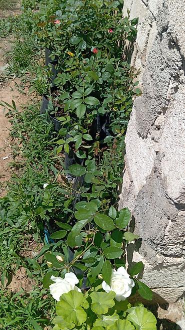 orxideya gulunun qiyməti: Rengareng qizil guller 6 azn — 7