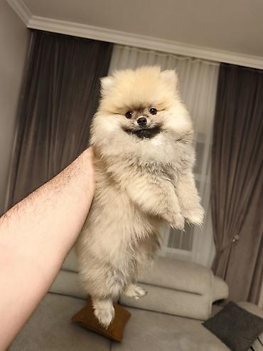 pomerian spits: Şpitz, 4 ay, Erkək, Peyvəndli, Ünvandan götürmə — 1