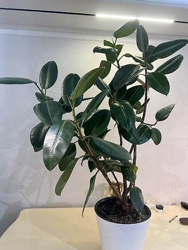 Драцены и Сансевиерии: Доставка по городу бесплатно . Адаптированные пересаженные Комнатные — 11