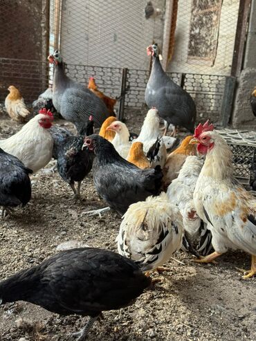 сколько стоит обезьяна домашняя: Продаются домашние декоративные карликовые цыплята, возраст от