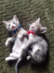 Pişiklər: Erkək, Dişi, Yaxşı əllərə — 3