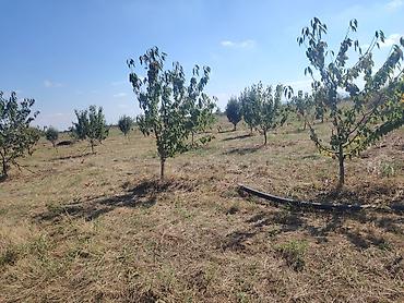 bine atciliqda torpaq satilir 2019: 94 sot, Kənd təsərrüfatı, Maklerlər narahat etməsin — 6