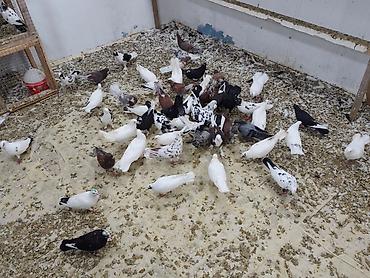 Digər heyvanlar: Satılır 4 manatdan hamsi tutulma heyvanlardir unvan Baki rayonlara — 7