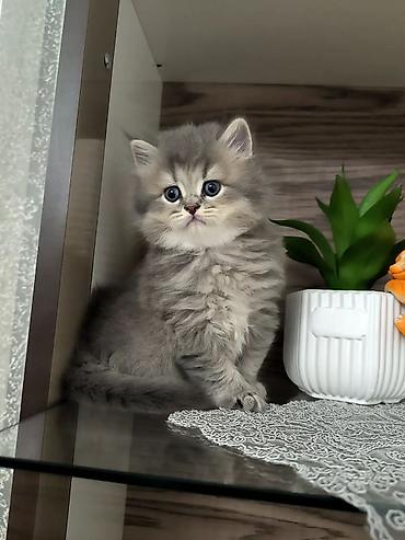 Животные: Gümüşü-boz tüklü, uzun tüklü balaca pişik balası. Yumru böyük mavi — 1