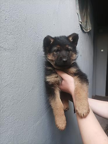 Продажа собак: Щенки немецкой овчарки 01.01.26 мальчик и девочка - Порода: немецкая — 6