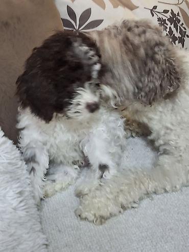 Psi: Rase: kovrdžavi štenad malog do srednjeg rasta rase Lagotto Romagnolo — 8