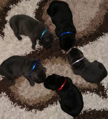 Psi: Ako tražite vernog člana porodice, obratite se nama i postanite — 15