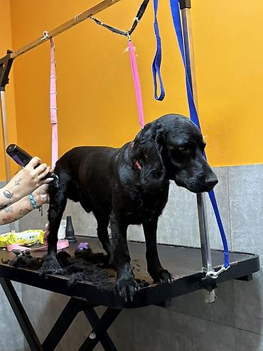 Başqa xidmətlər: Cocker spaniel Cütləşməyə dişi axtarırıq Unvan binə qəsəbəsi. Alex — 6